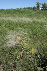 Stipa pennata, photograph (c) Oleg Kosterin, some rights reserved (CC BY)