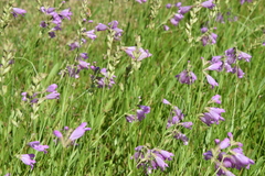 Physostegia pulchella