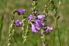 Physostegia pulchella