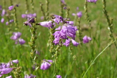 Physostegia pulchella
