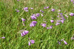 Physostegia pulchella
