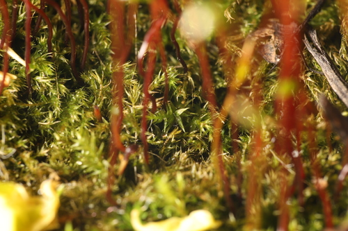 Image of Hygroamblystegium varium by (c) Steven Bodzin, some rights reserved (CC BY)