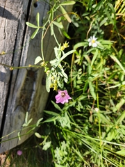 Sidalcea glaucescens, photograph (c) stinger, some rights reserved (CC BY)