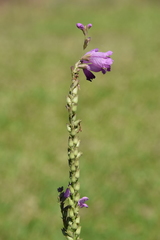 Physostegia pulchella