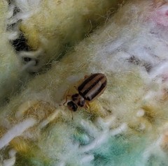 Macronaemia episcopalis