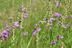 Physostegia pulchella