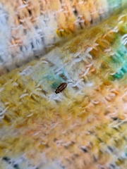 Macronaemia episcopalis