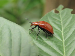 Strongylium hoepfneri