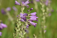Physostegia pulchella