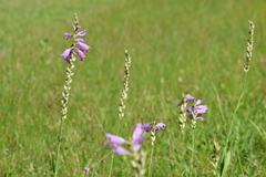 Physostegia pulchella