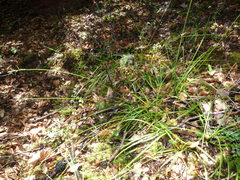 Carex minor