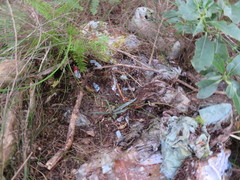 Pseudopanax crassifolius