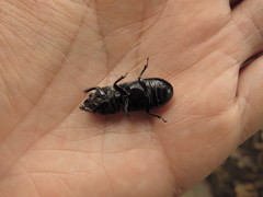 Passalus punctatostriatus