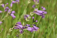 Physostegia pulchella