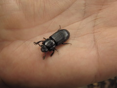 Passalus punctatostriatus