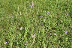 Physostegia pulchella