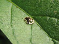 Helocassis testudinaria