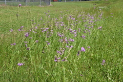 Physostegia pulchella