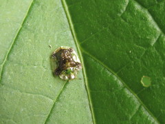 Helocassis testudinaria