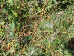 Loeselia glandulosa, photograph (c) Alexis López Hernández, some rights reserved (CC BY)