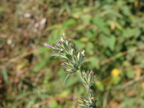 Loeselia glandulosa, photograph 4