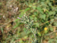 Loeselia glandulosa, photograph (c) Alexis López Hernández, some rights reserved (CC BY)