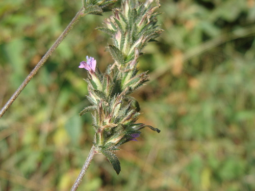 Loeselia glandulosa, photograph 2