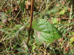 Loeselia glandulosa, photograph (c) Alexis López Hernández, some rights reserved (CC BY)