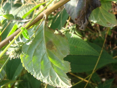 Loeselia glandulosa, photograph (c) Alexis López Hernández, some rights reserved (CC BY)