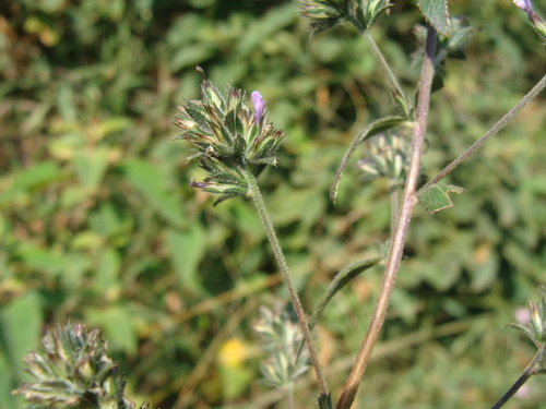Loeselia glandulosa, photograph 5