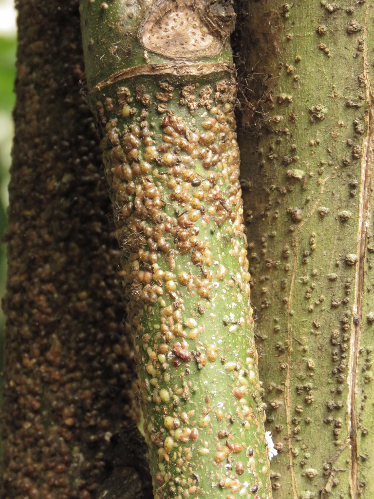 Soft scales from Coatepec, Ver., México on May 3, 2020 at 03:14 PM by ...