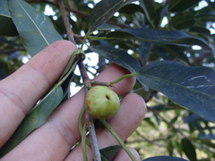 Ficus pertusa, photograph (c) Alexis López Hernández, some rights reserved (CC BY)