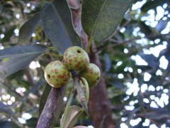 Ficus pertusa, photograph (c) Alexis López Hernández, some rights reserved (CC BY)