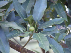 Ficus pertusa, photograph (c) Alexis López Hernández, some rights reserved (CC BY)