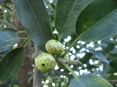 Ficus pertusa, photograph (c) Alexis López Hernández, some rights reserved (CC BY)