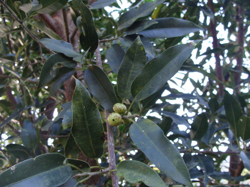 Ficus pertusa, photograph 2
