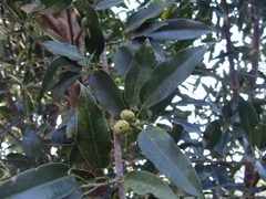 Ficus pertusa, photograph (c) Alexis López Hernández, some rights reserved (CC BY)