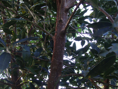 Ficus pertusa