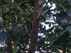 Ficus pertusa