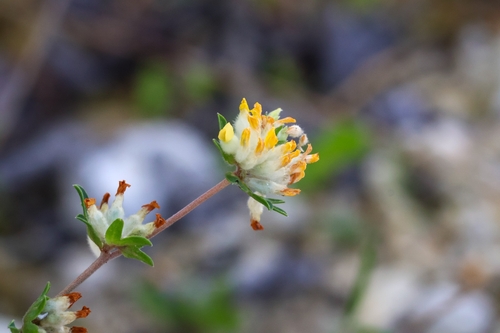 Common Kidney-Vetch