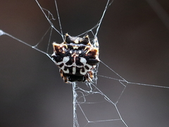 Gasteracantha sacerdotalis