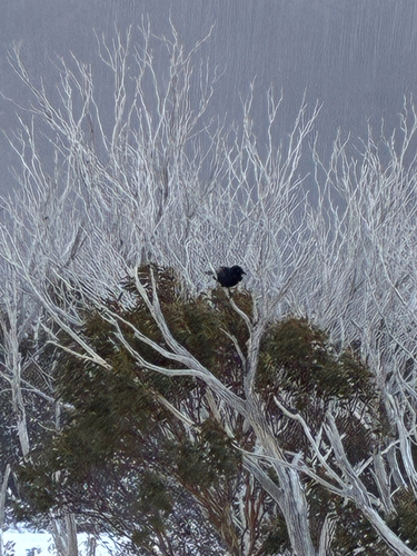 Australian Raven