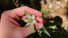 Monarda russeliana