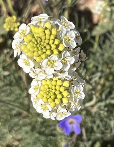 Arabidella glaucescens, 2026-08-04