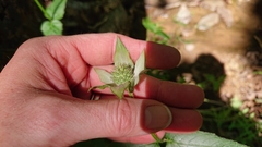 Monarda russeliana