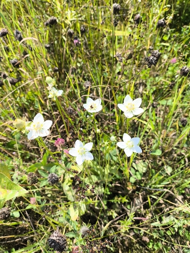 marsh grass-of-Parnassus
