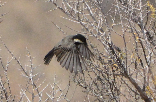 iNaturalist image