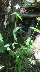 Monarda russeliana