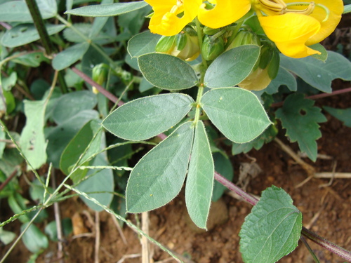 Senna hirsuta, photograph 6