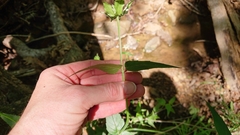 Monarda russeliana